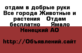 отдам в добрые руки - Все города Животные и растения » Отдам бесплатно   . Ямало-Ненецкий АО